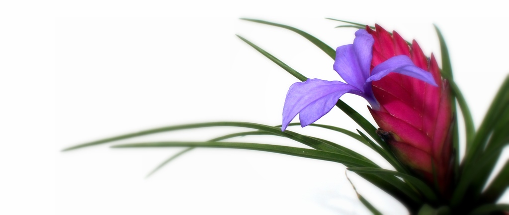 marczika bonsai studio viragzo bromelia disznovenye